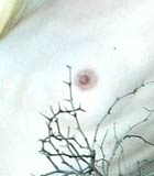 Ana Fey small tits
